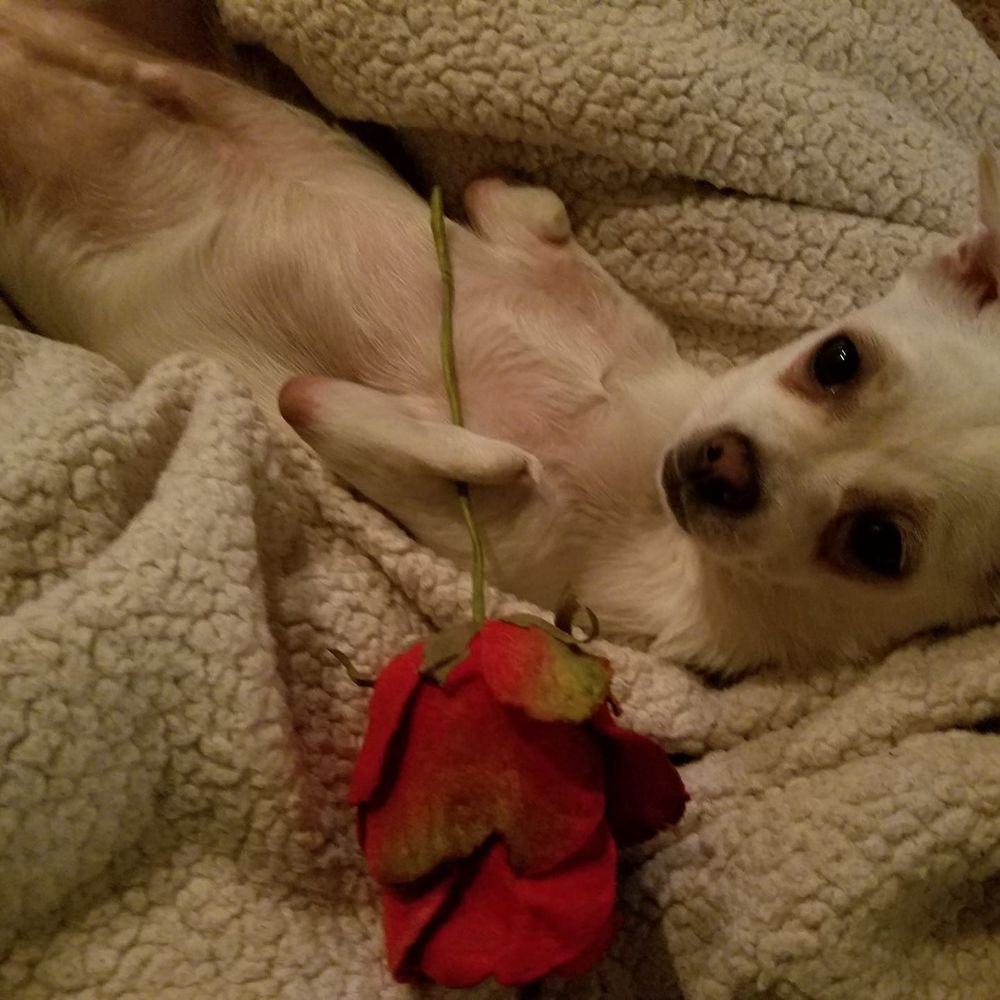 Meet your Posher, Tricia